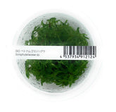 ADA  Scrophulariaceae limnophila sp. IC419